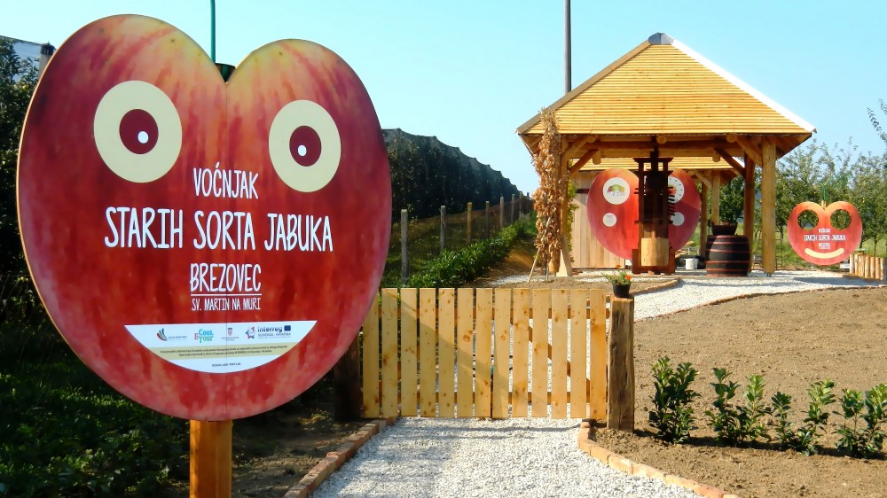 Guided tour around apple orchard of old varieties